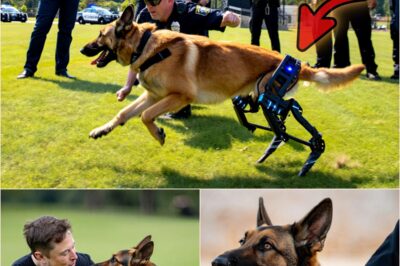 MUSK’S MIRACLE: Elon Musk Funds Life-Changing Tech for Injured Police Dogs—What Happens Next Has the Whole World Cheering!Elon Musk’s incredible donation is turning tragedy into triumph, helping injured K9 heroes walk again with groundbreaking robotic legs. But when one dog took off after a criminal again, everyone was stunned! See why Musk is now every pup’s favorite billionaire!